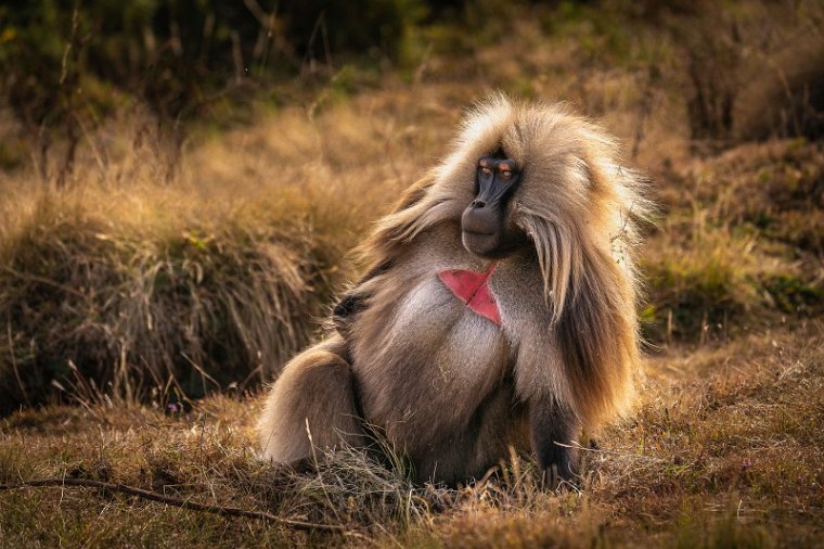 150 Simien Mountains, gelada.jpg